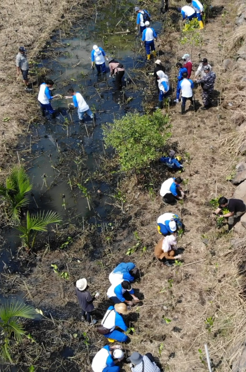 Mangrove Plantation